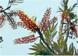 Image result for Grevillea robusta