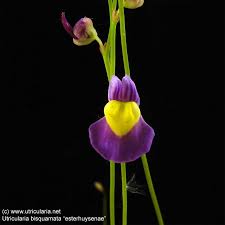 Image result for Utricularia welwitschii