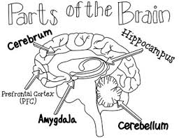 Fantastic Elastic Brain Parts Of The Brain Teaching Grade Brain Parts Brain Images