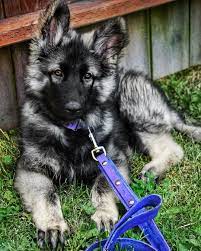 German shepherds are strong, muscular, and incredibly loyal dogs—it's no wonder they make such great partners for the police. Pin On Shiloh Shepherd Imladris Last Winter S Moon Aka Ravyn