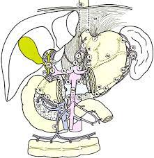 Check spelling or type a new query. Numbering And Locations Of Lymph Node Ln Stations According To The Download Scientific Diagram
