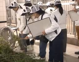 Image result for Pandiaka confusa