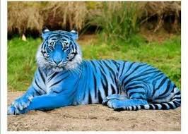 Blue Tiger Animals Rare Animals Cute Animals