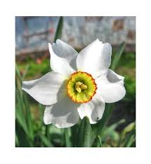 December Birth Flower December Birth Flower Birth Month Flowers Birth Flowers