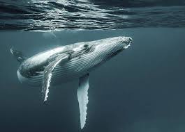 Hayvanlardan Muhtesem Pozlar Balinalar Hayvan Sualti Fotografciligi