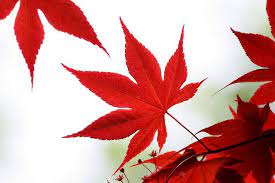 Japanese Maple Leaf Japanese Maple Tree Japanese Red Maple Painted Leaves