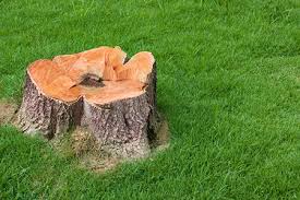 Thanks for the tips on how o remove a stump from your yard. How To Remove A Tree Stump Dig It Grind It Or Burn It Diy True Value Projects