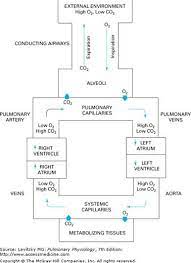 Gas Exchange Between The Tissues Of The Body The Lungs And The Environment Great Flow Chart H Respiratory Therapy Icu Nursing Human Anatomy And Physiology