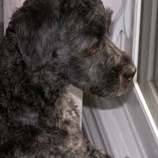 Coughing can be a sign of lung cancer. Types Of Nose Cancer In Dogs Dog Discoveries