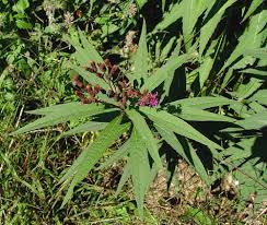 Image result for Vernonia natalensis