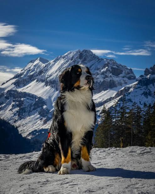 Bernese Mountain Dog 
