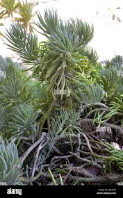 Image result for tbn:HNtrRnQBmFuaxM::www.bluechopsticks.com/img_large/800CC_0805S1015.jpg