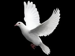 Black And White Pigeon Name Dove Any Of Certain Birds Of The Pigeon Family Columbidae Order Columbiformes The Names Pigeon And Dove Are Often Use In 2020 Beautiful Birds Bird Art White Doves