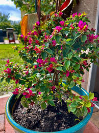 Image result for Bougainvillea