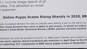 As a certified usda intermediate handler, we comply with the animal my husband and i are very grateful to the entire delivery team of pet delivery service for their fast, safe and reliable service during the. High Point Woman Loses Hundreds Of Dollars To Online Puppy Scam Wfmynews2 Com