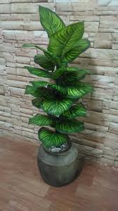 Selain karena tampilannya yang cantik, bunga hiasan yang akan kami bahas disini adalah jenis bunga hiasan yang bisa ditanam di dalam media pot. Diy Keladi Pasu Selamat Dan Cantik Buat Hiasan Deco Facebook