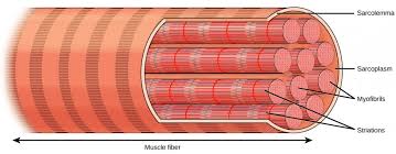 This primary tissue of the nervous system allows for communication between various organs and tissues. 6 1 Types Of Muscles Introductory Animal Physiology