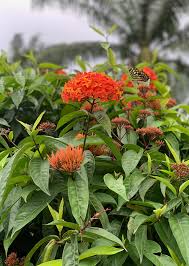 Image result for Ixora sp. A