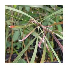 Image result for Acacia haematoxylon