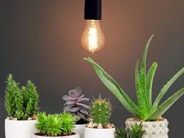 We did not find results for: Will House Plants Grow Under Normal Led Light Plant Index
