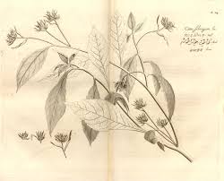 Image result for Vernonia ringoetii