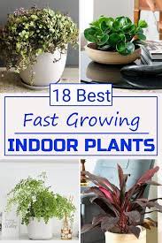 18 Best Fast Growing Indoor Plants Indoor Plants Plants Fast Growing Plants