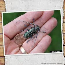 Image result for Landolphia glabra