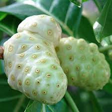 The season is short and the red sweet fruit is savored by everyone. Noni Tree Seeds Morinda Citrifolia 30 Tropical Polynesian Hawaiian Fruit Tree Seeds In Frozen Seed