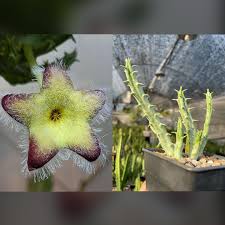 Image result for Tridentea marientalensis