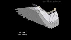 See more ideas about wing anatomy, wings drawing, winged people. Bio Animation Wing Spread Fold Youtube