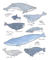 whales illustrated chart kids room art print whale