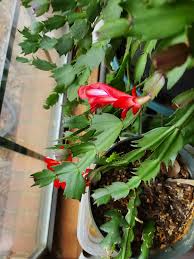 Profile for Deborah's Flowers