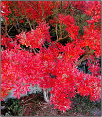 We did not find results for: Lilas Des Indes Aux Couleurs D Automne Photography By Naty B Artmajeur