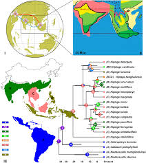 Image result for Flabellariopsis acuminata