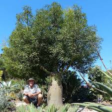 Image result for Brachychiton