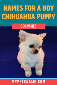 Boy Chihuahua Names Chihuahua Names Cute Names For Dogs Cute Dog Names Boy
