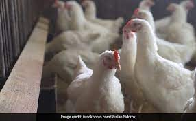 Bird flu viruses infect birds, including chickens, other poultry, and wild usually bird flu viruses only infect other birds. Russia Reports World S First Case Of Transmission Of Bird Flu To Humans