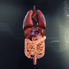 The female reproductive system is an intricate arrangement of structures that can separate into external and internal genitalia. 3d Model Human Female Internal Organs