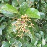 Image result for Nuxia congesta