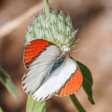 Image result for Acrotome inflata