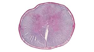 5 6 although one may divide microscopic anatomy into organology , the study of organs, histology , the study of tissues, and cytology , the study of cells , modern usage places all of these topics under the field of. 1 654 Animal Cell Microscope Photos Free Royalty Free Stock Photos From Dreamstime