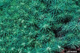 Image result for Euphorbia cyparissioides