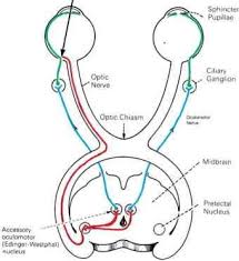 Brain And Behaviour Stage 1b Cal Week 3 Optic Nerve Cranial Nerves Nerve