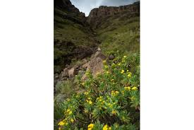 Image result for Felicia clavipilosa