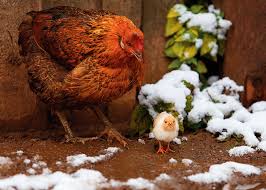 Check spelling or type a new query. Lessons Of The Fall The Benefits Of Raising Chicks Later In The Year Hobby Farms