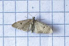Image result for Eupithecia indigata