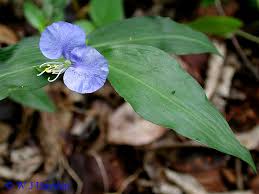 Image result for Commelina congesta