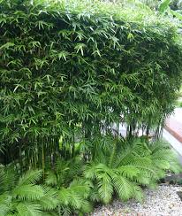 Get latest info on bamboo plants, suppliers, manufacturers, wholesalers, traders, wholesale suppliers with bamboo plants prices for buying. Planting For Privacy Privacy Plants Bamboo Garden Tropical Landscaping