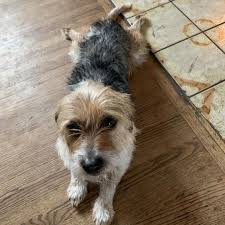He then made all the animals, the fish the birds and bees. Lost Dog White Bear Lake Shih Tzu Dachshund Wire Haired Mix Male Date Lost 09 07 2020 Dog S Name Uggie Breed Of Dog Shih Tzu Losing A Dog Dogs Dog Poo