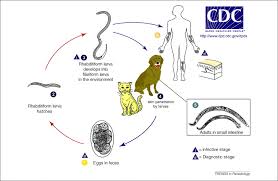 Hookworms Of Dogs And Cats As Agents Of Cutaneous Larva Migrans Trends In Parasitology